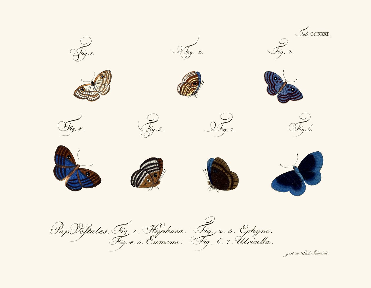 Borboletas de German School