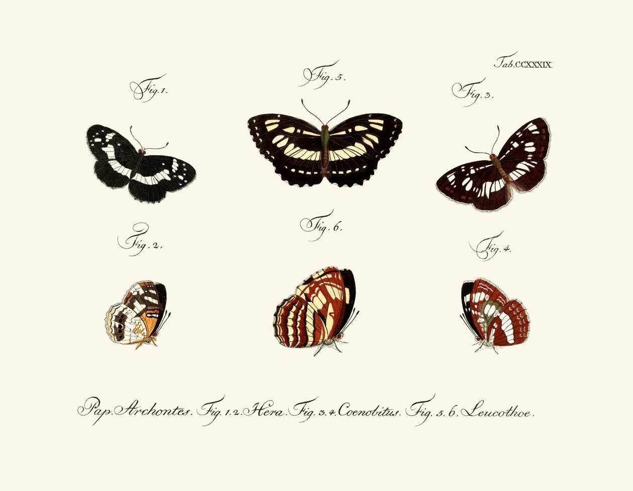 Borboletas de German School