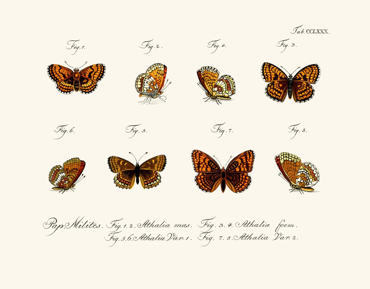 Borboletas de German School