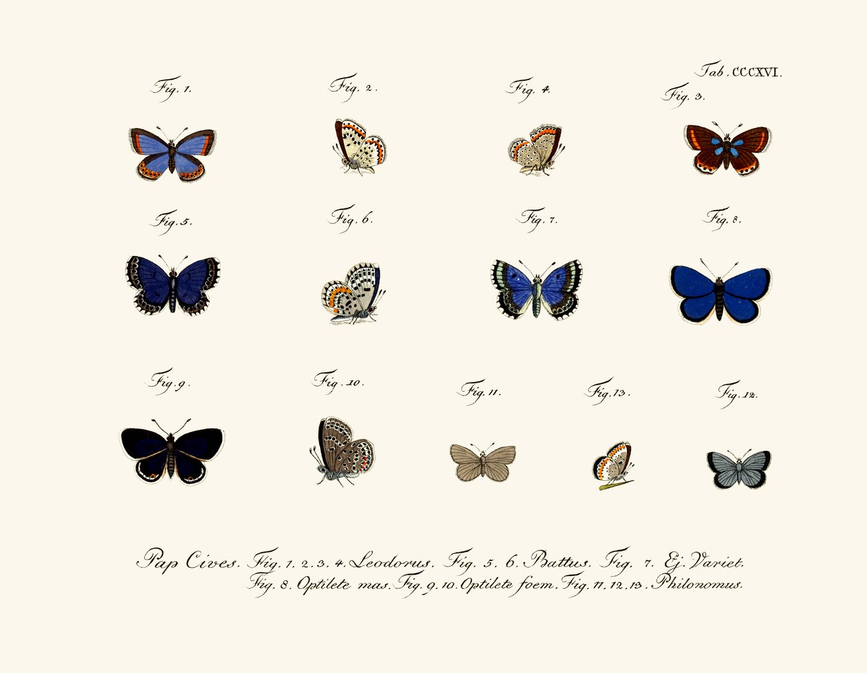 Borboletas de German School