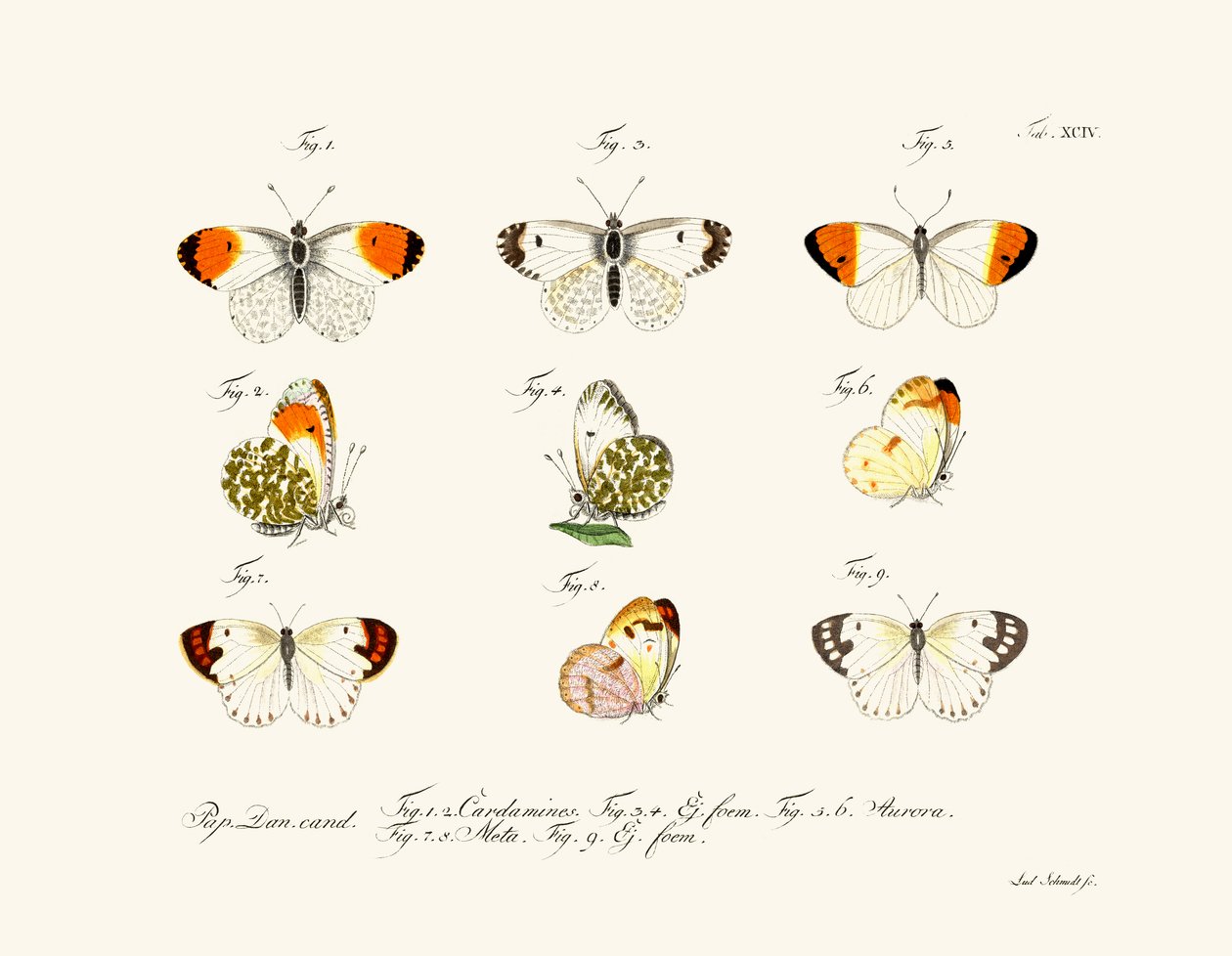 Borboletas de German School
