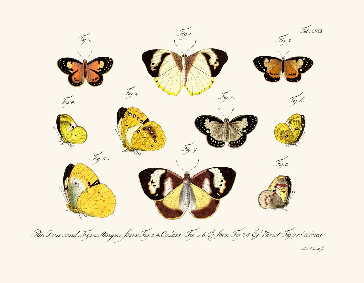Borboletas de German School