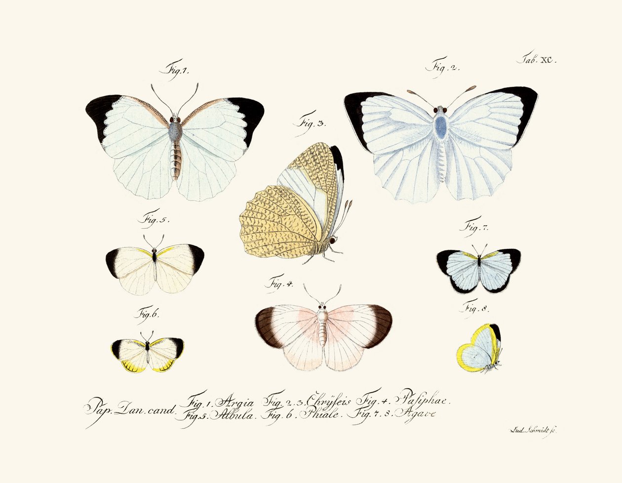 Borboletas de German School