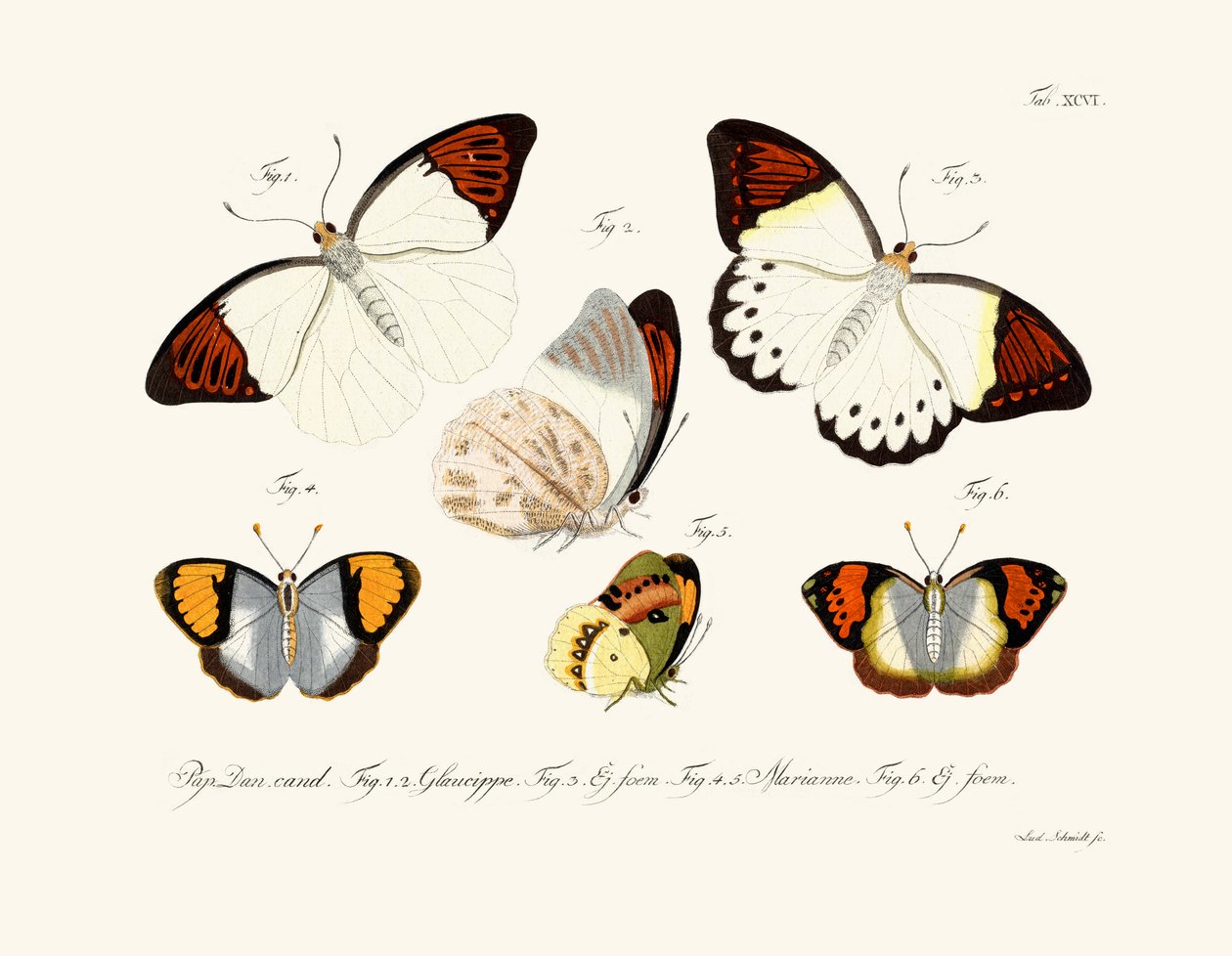 Borboletas de German School