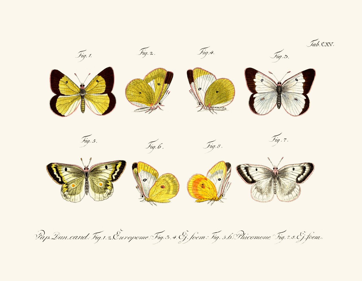 Borboletas de German School