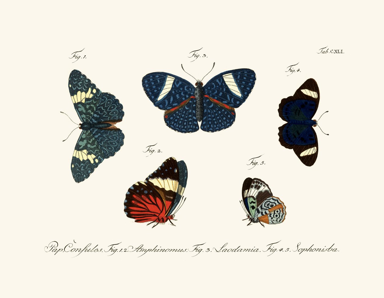 Borboletas de German School