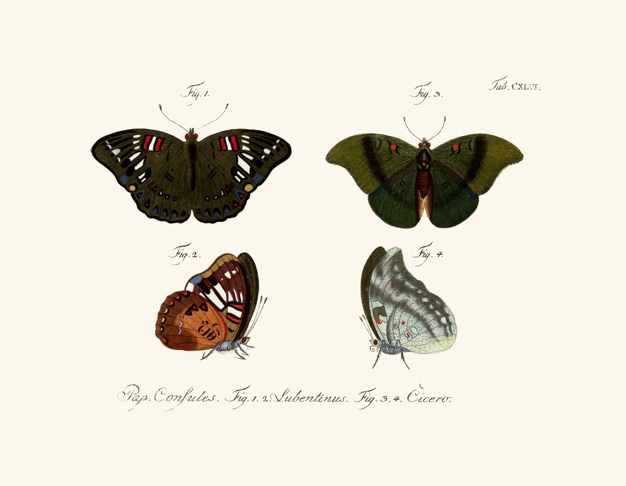 Borboletas de German School