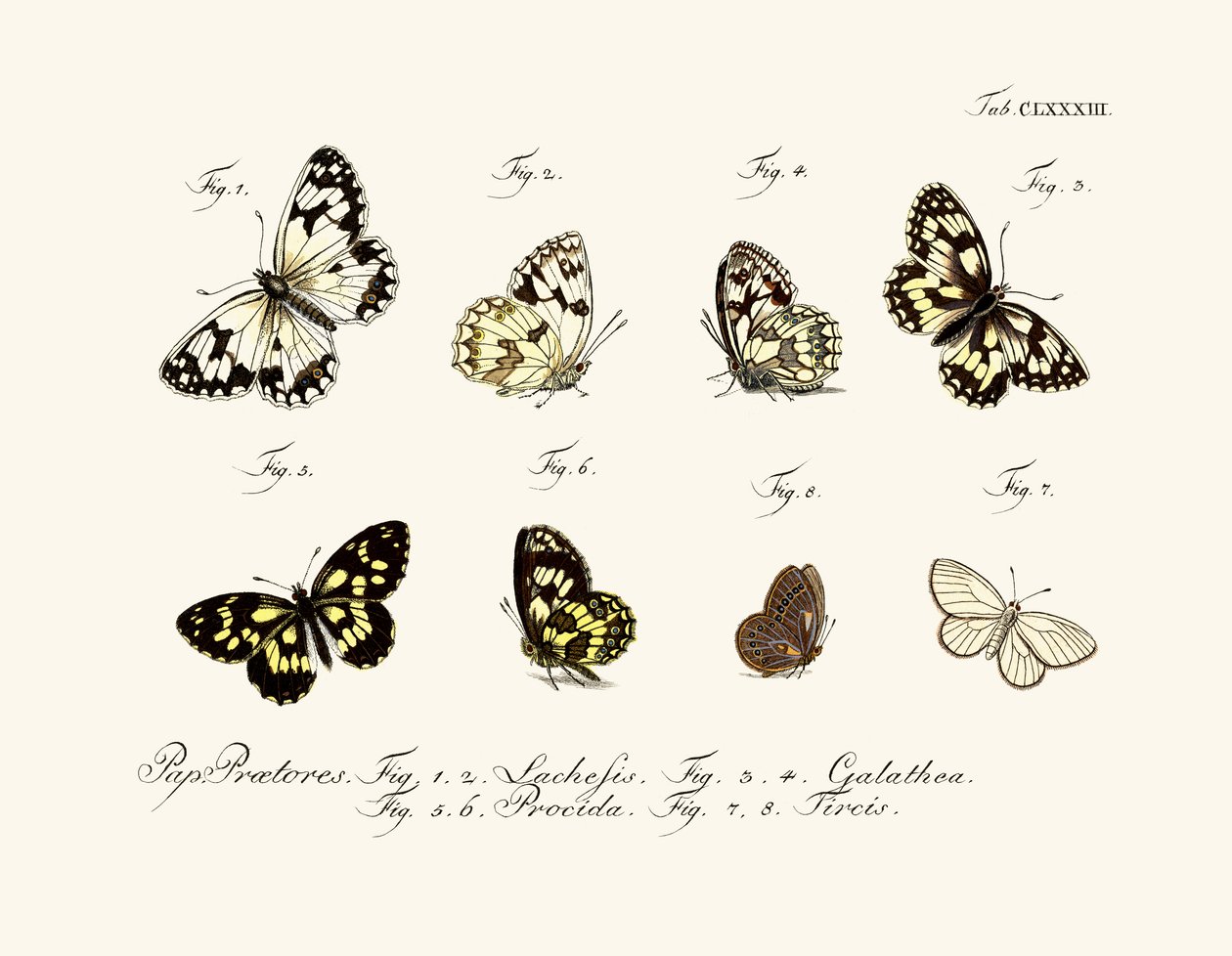 Borboletas de German School