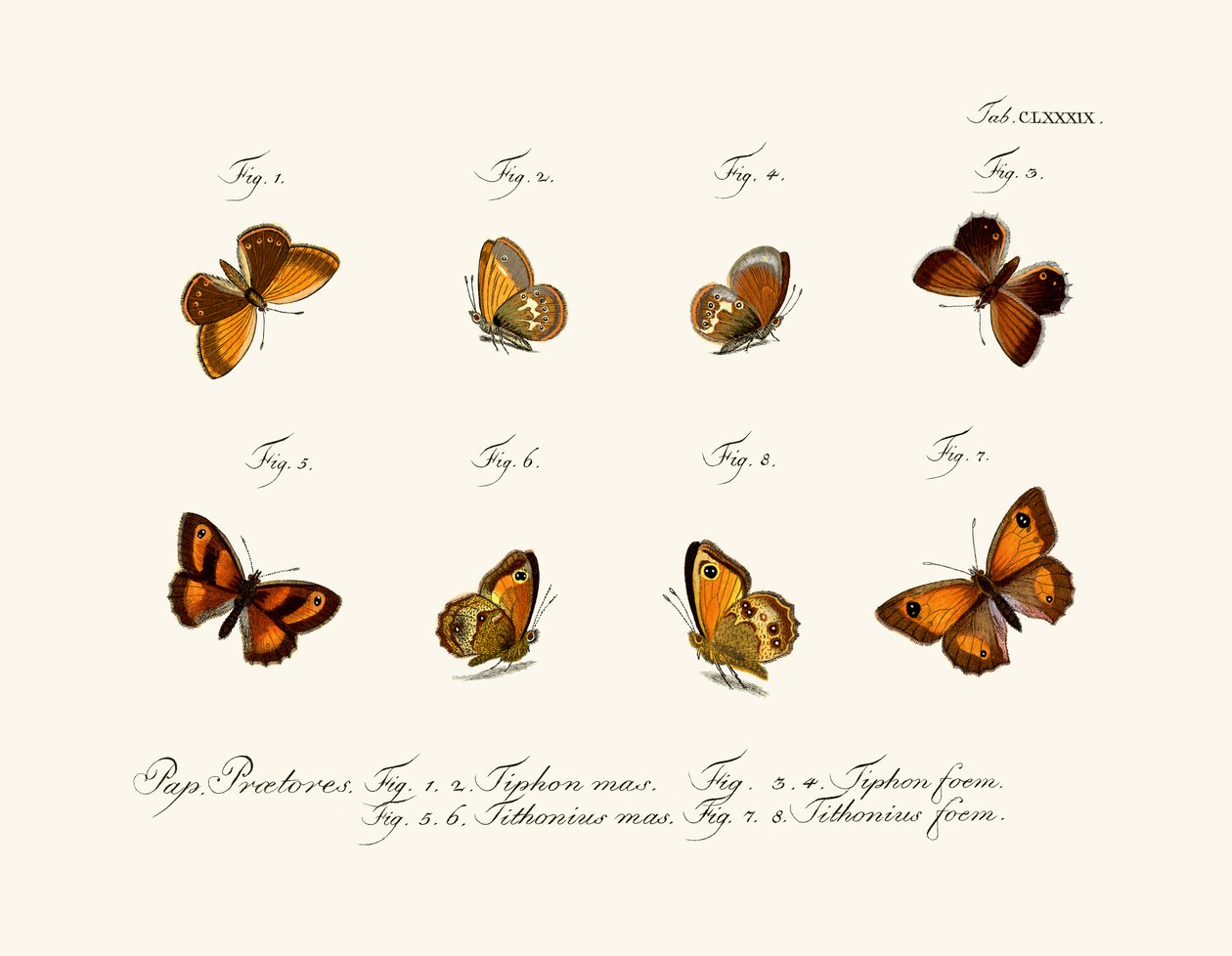 Borboletas de German School
