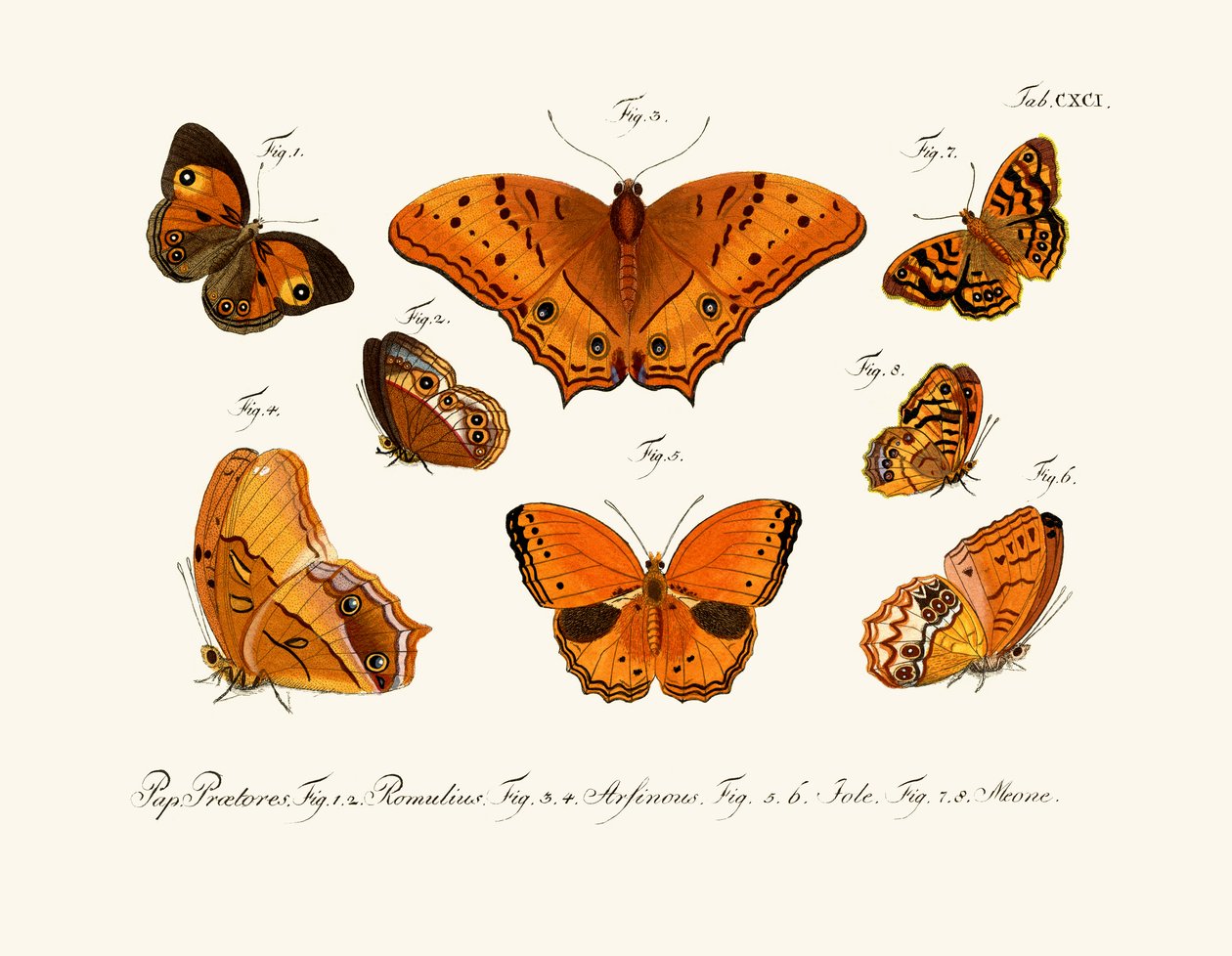 Borboletas de German School