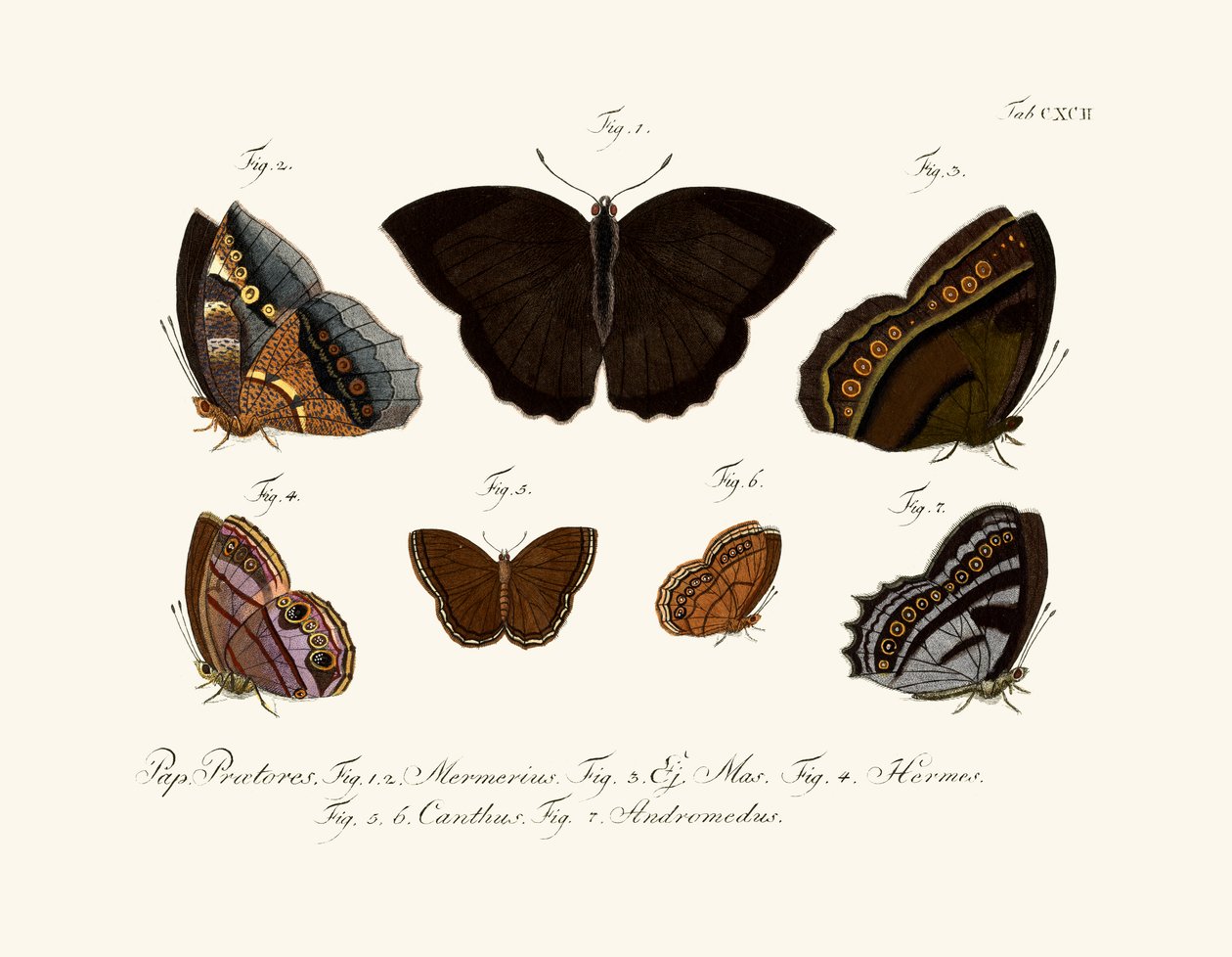 Borboletas de German School