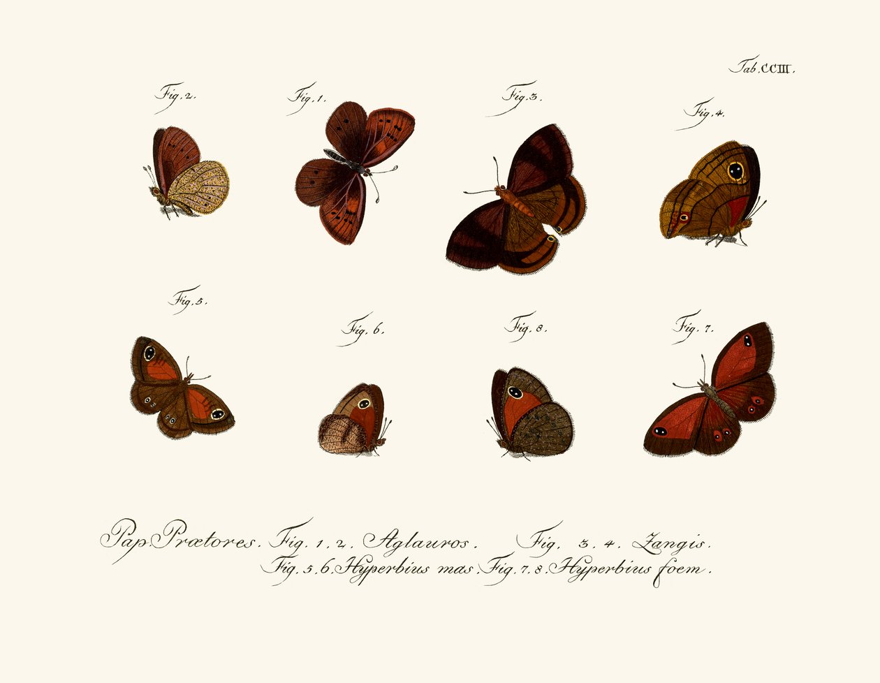 Borboletas de German School