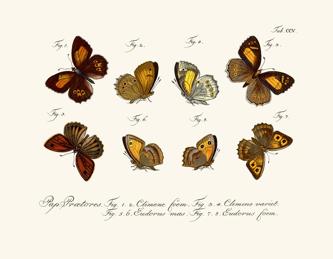 Borboletas de German School