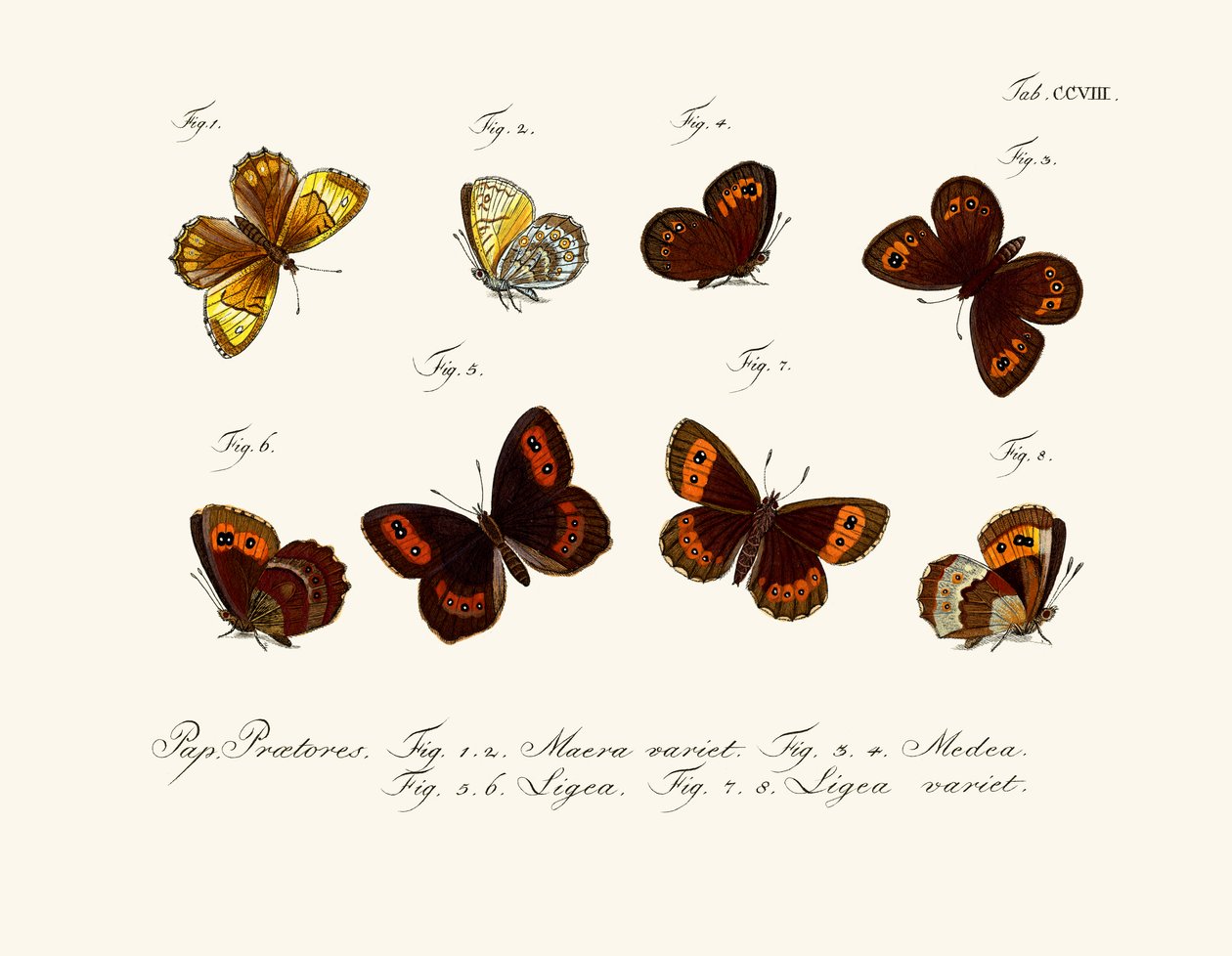 Borboletas de German School