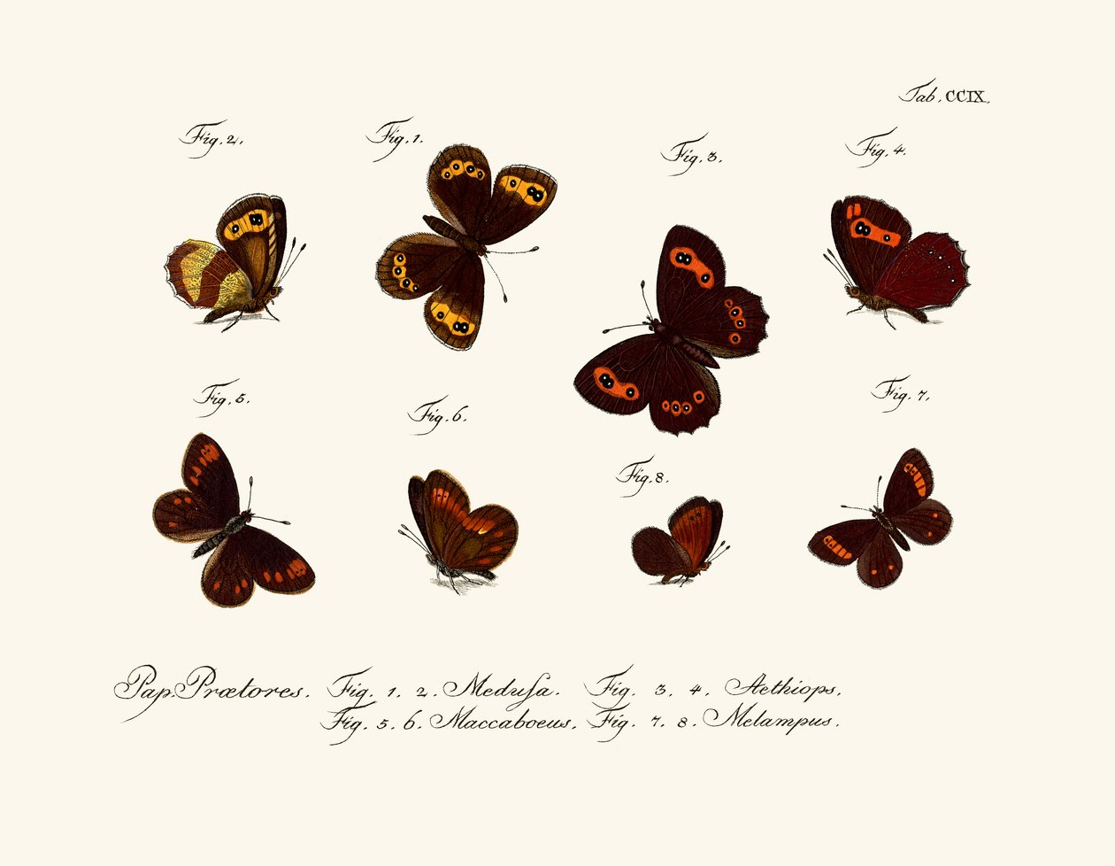 Borboletas de German School