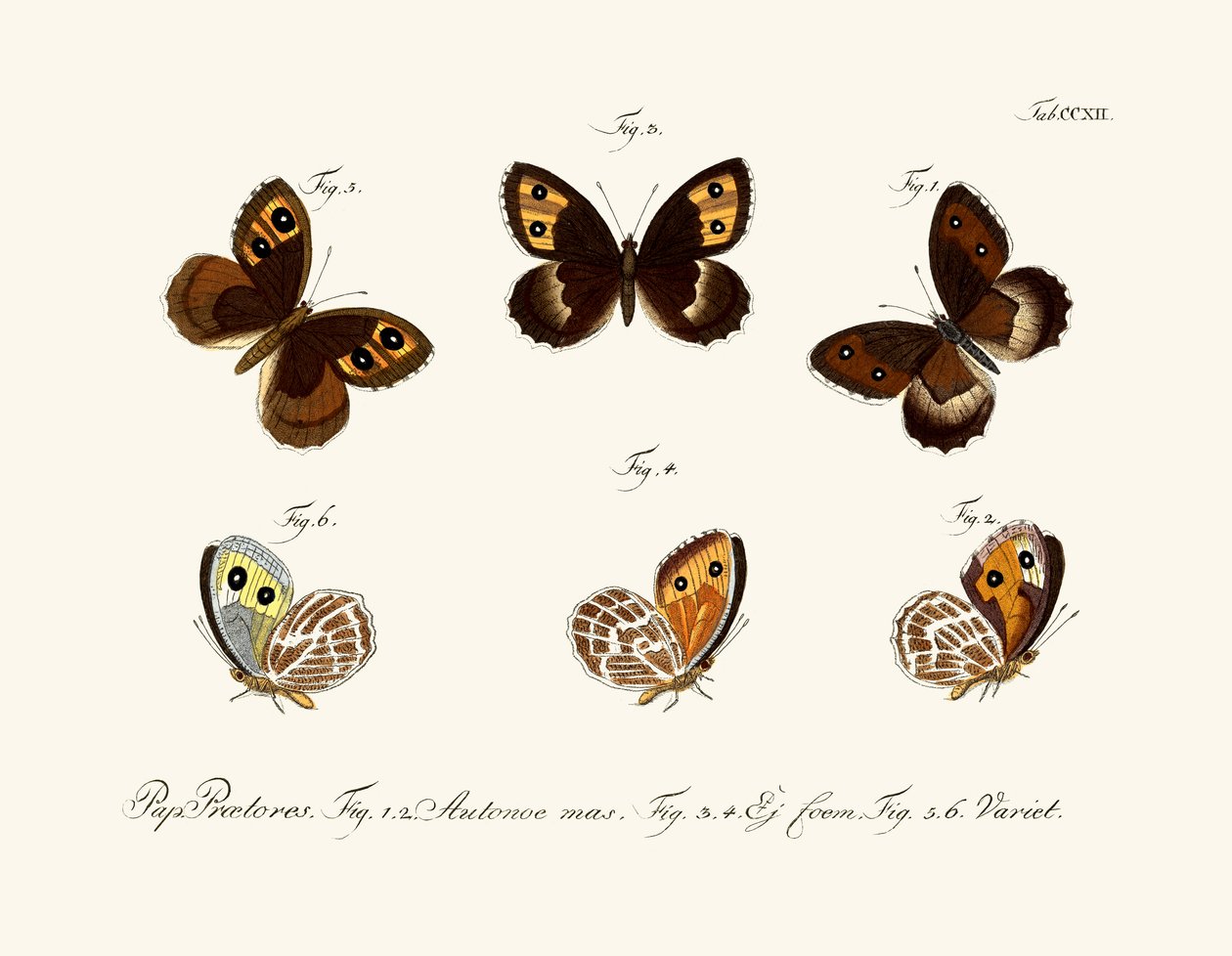 Borboletas de German School