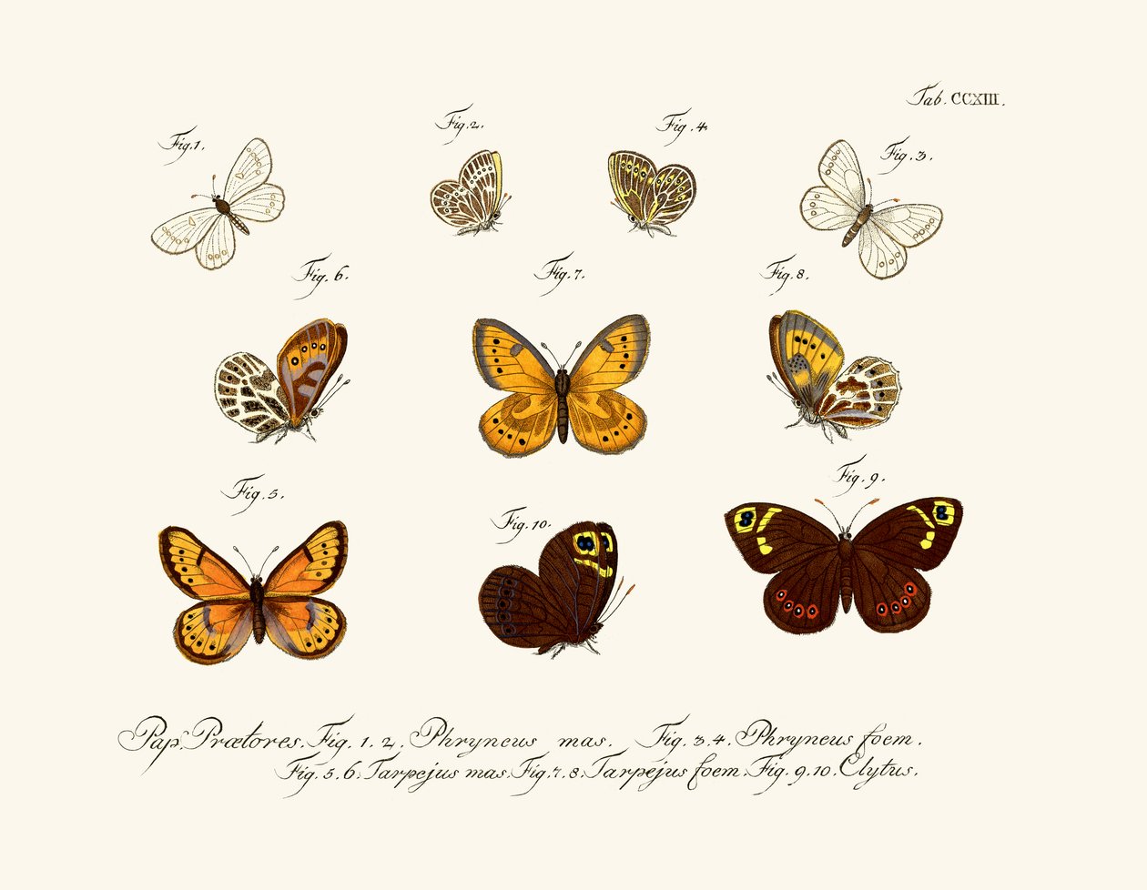Borboletas de German School