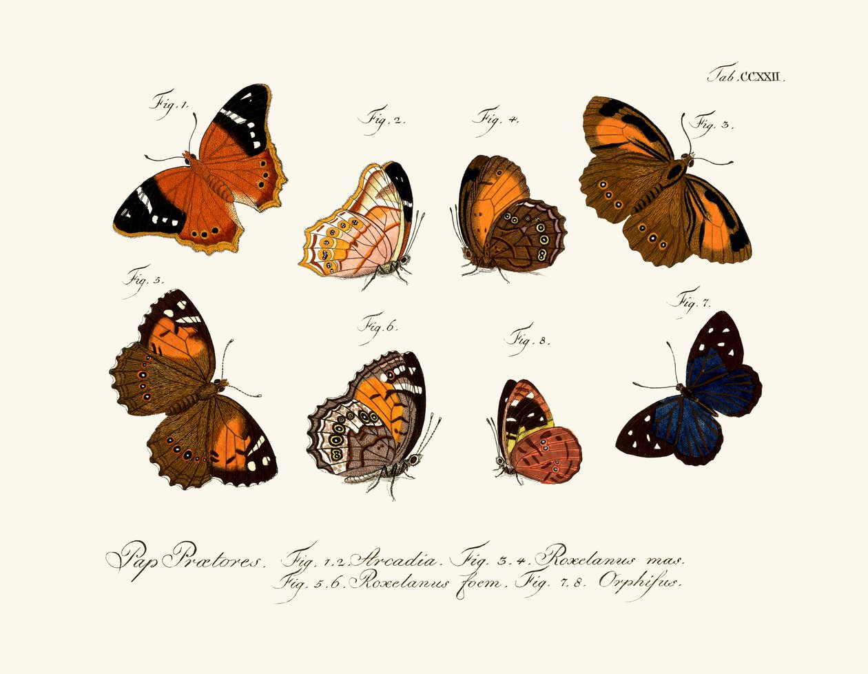 Borboletas de German School