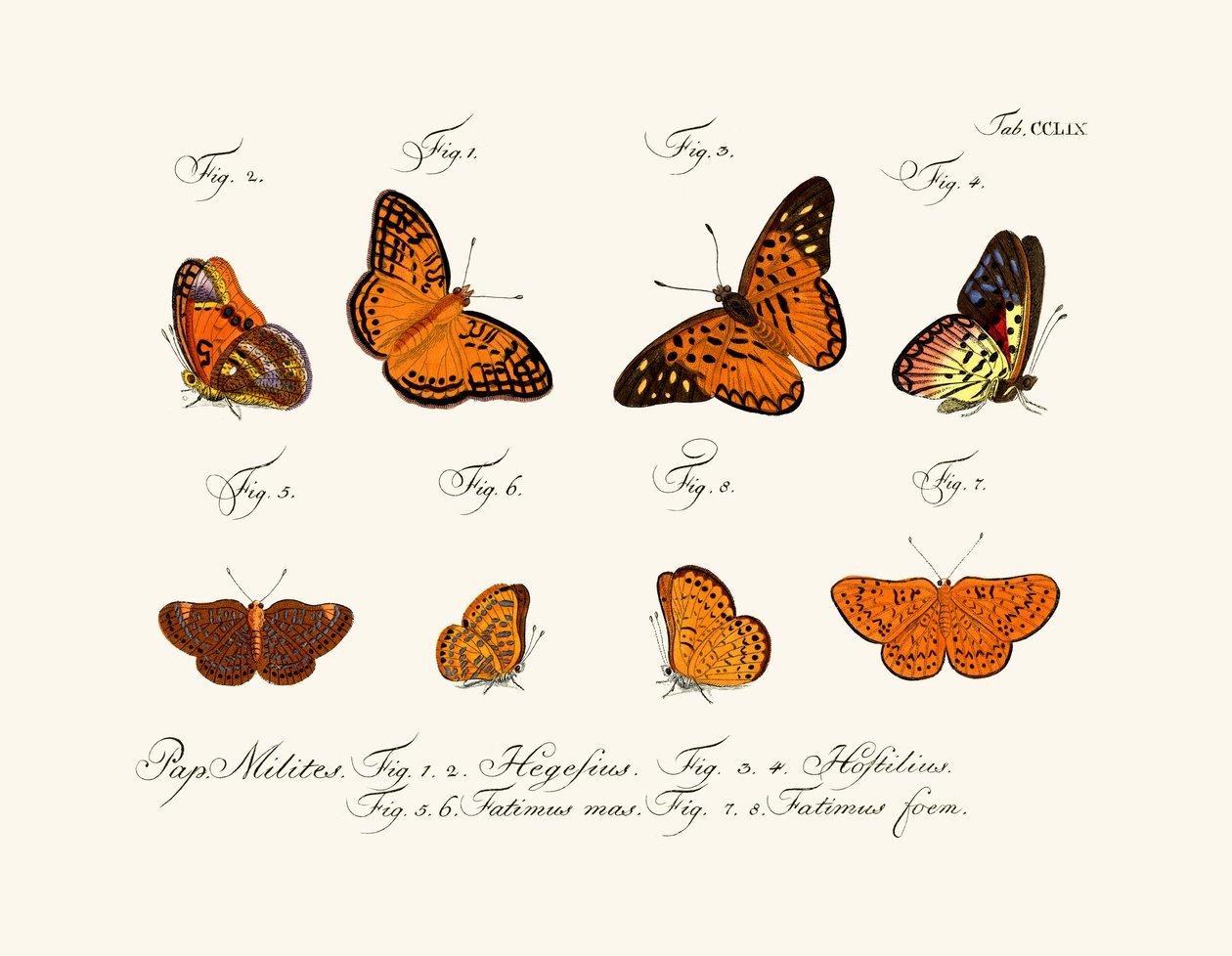 Borboletas de German School