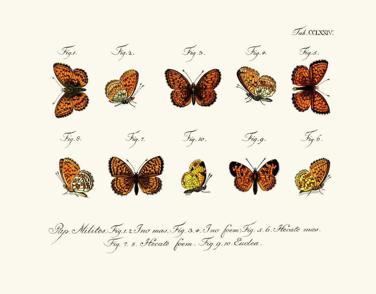 Borboletas de German School