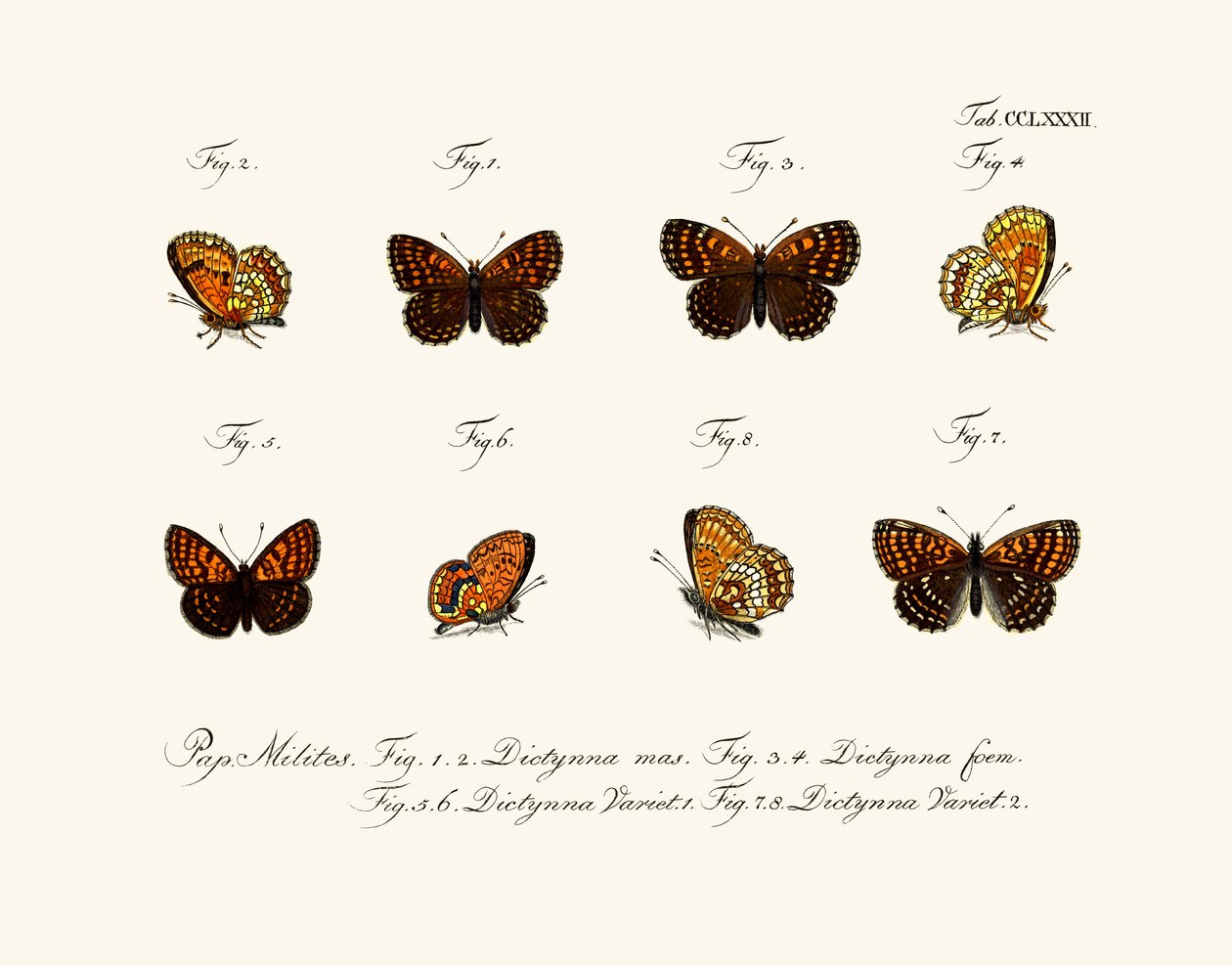 Borboletas de German School