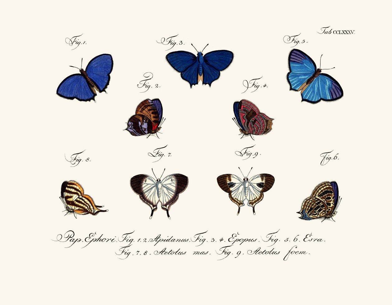 Borboletas de German School