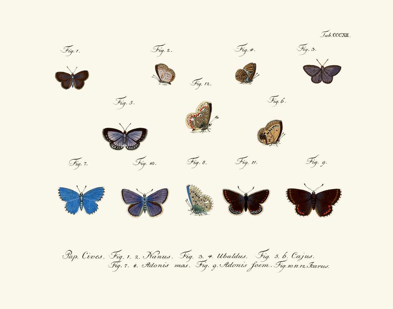 Borboletas de German School