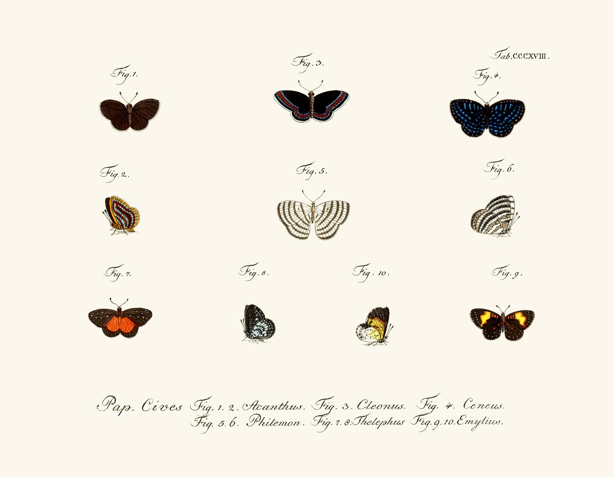 Borboletas de German School