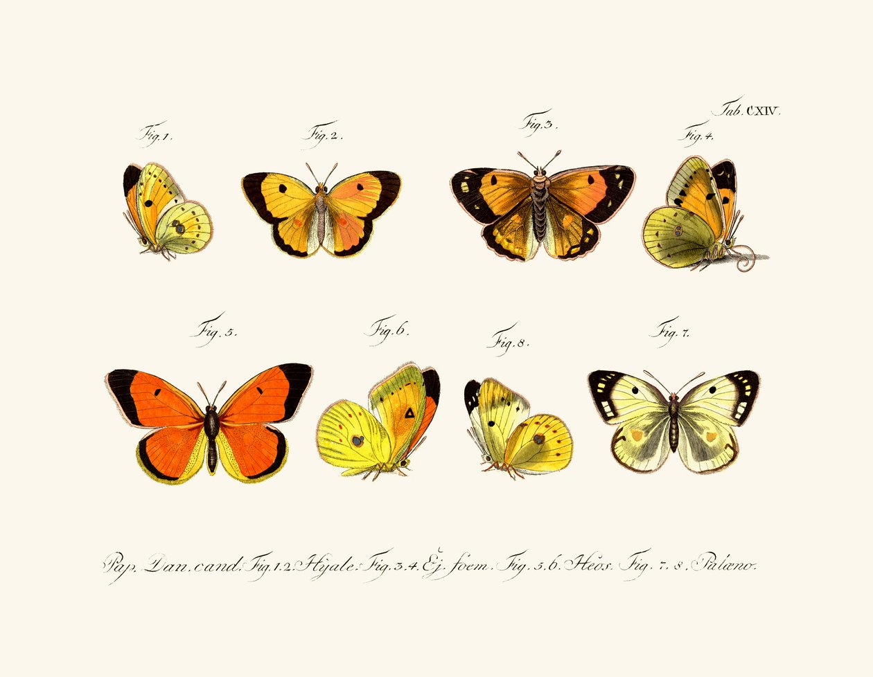 Borboletas, 1783-1806 de German School