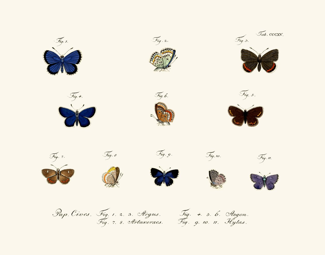 Borboletas, 1783-1806 de German School