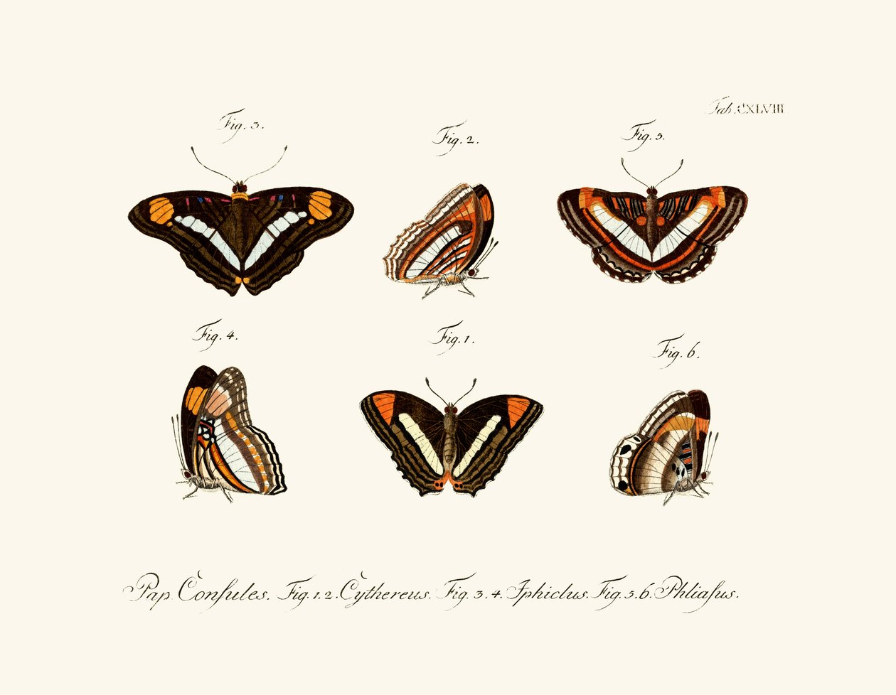 Borboletas, 1783-1806 de German School