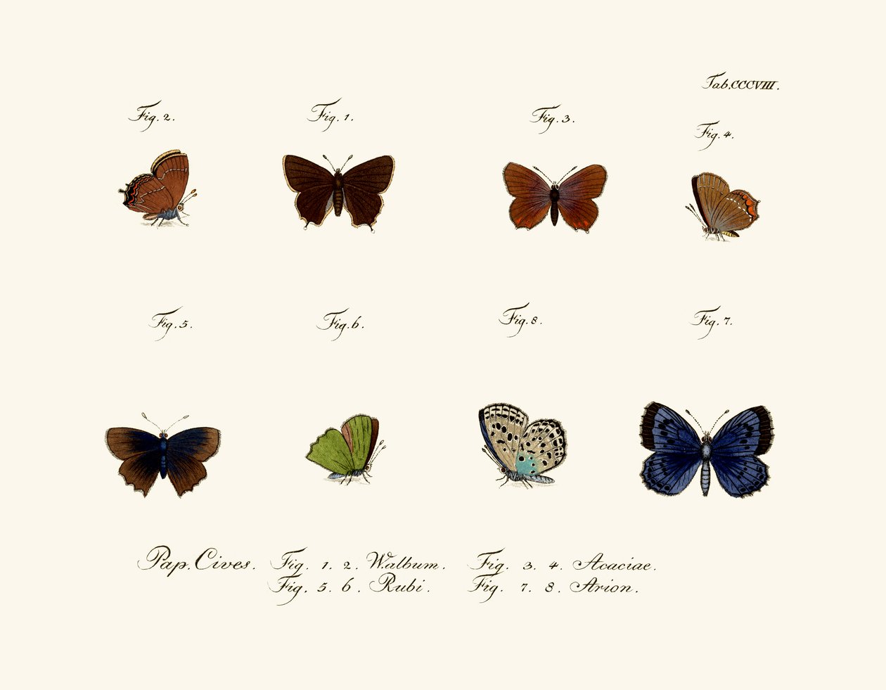 Borboletas, 1783-1806 de German School