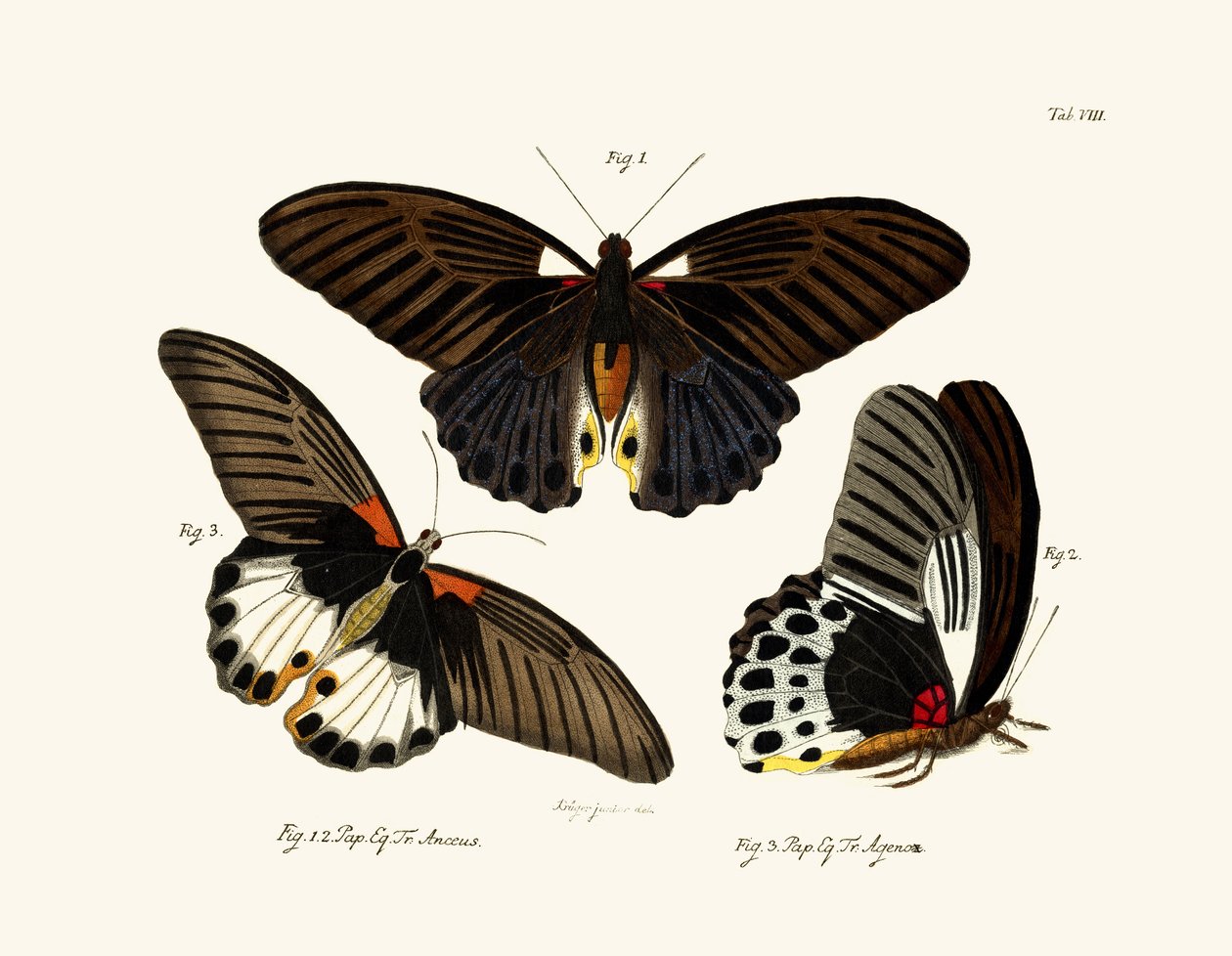 Borboletas, 1783-1806 de German School