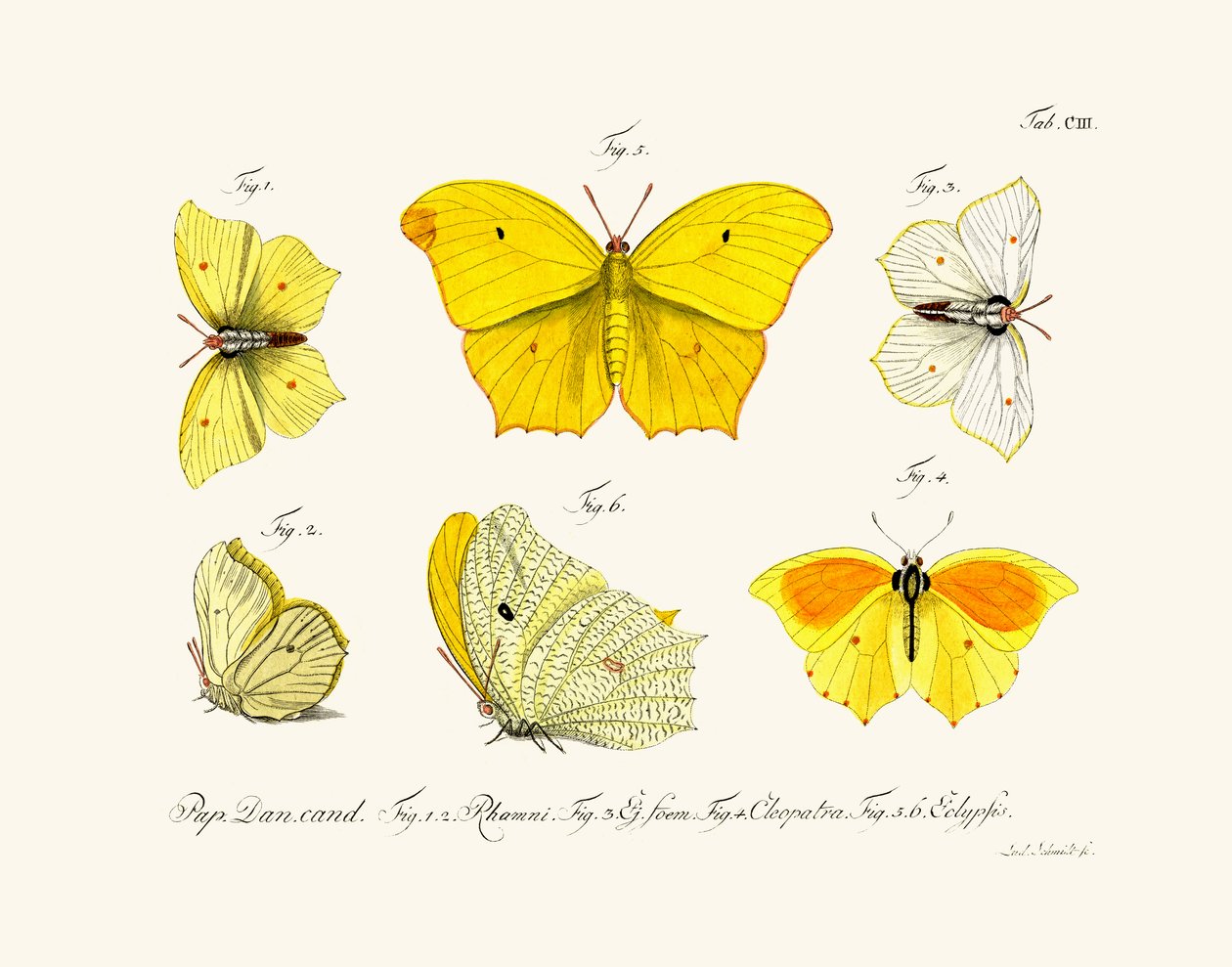 Borboletas, 1783-1806 de German School