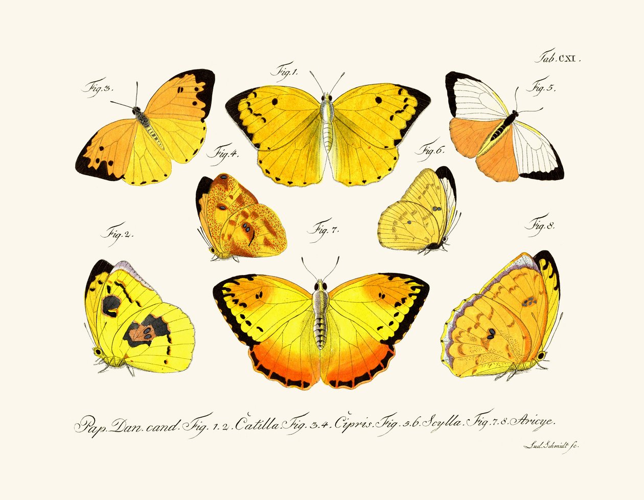 Borboletas, 1783-1806 de German School