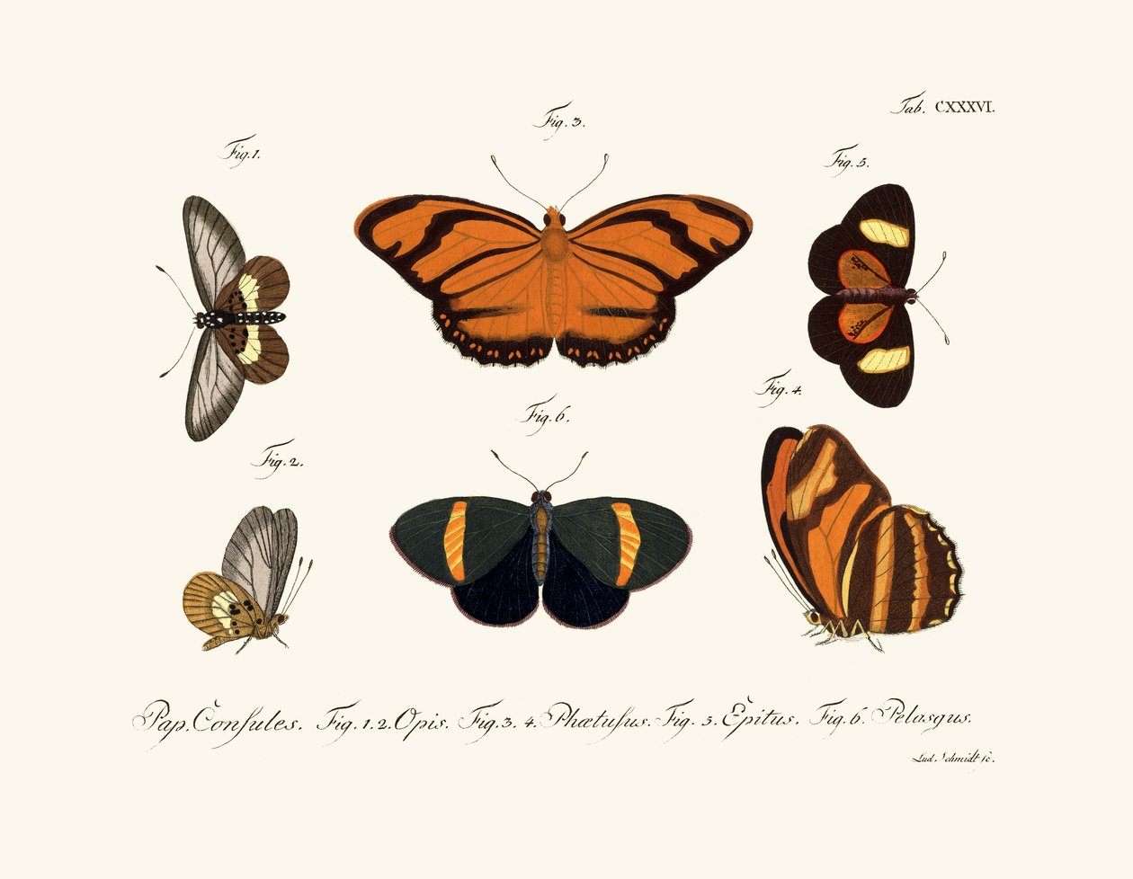 Borboletas, 1783-1806 de German School