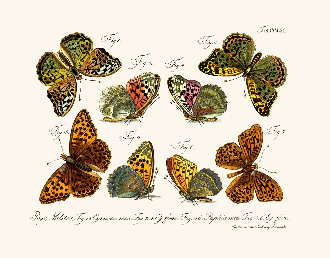 Borboletas, 1783-1806 de German School
