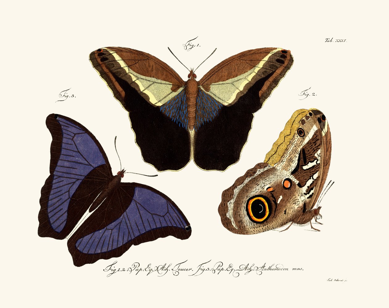Borboletas, 1783-1806 de German School