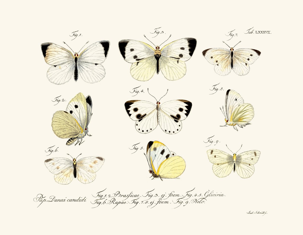 Borboletas, 1783-1806 de German School