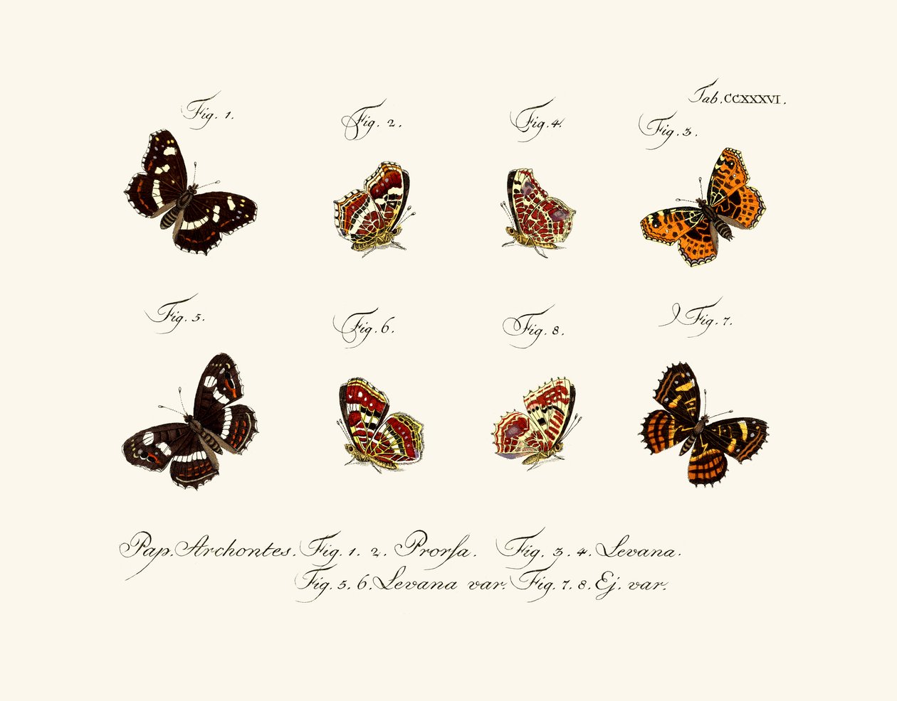 Borboletas, 1783-1806 de German School