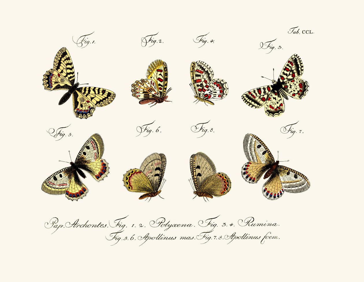 Borboletas, 1783-1806 de German School