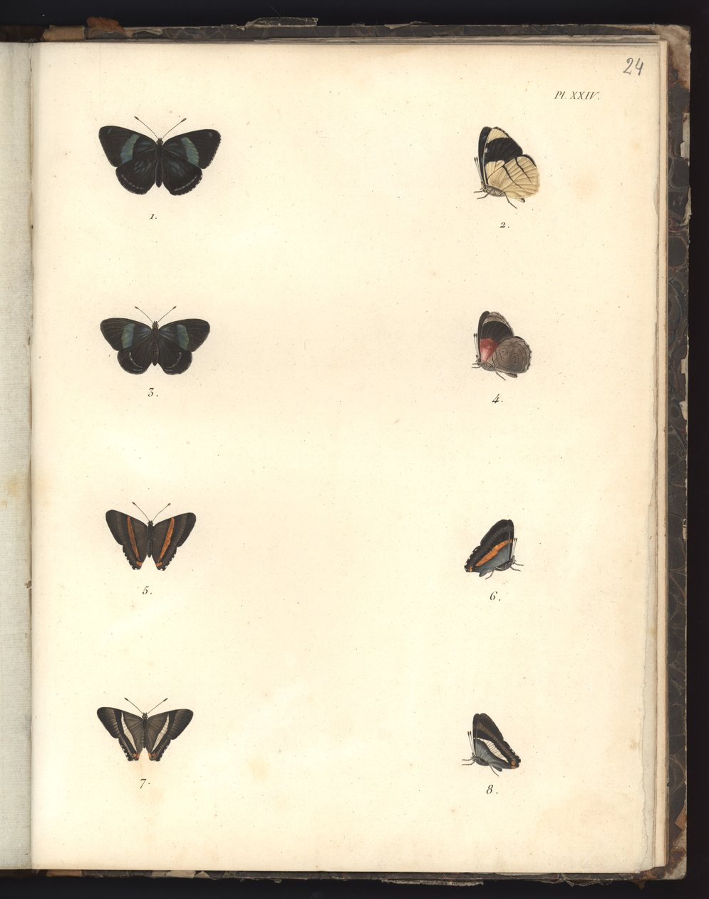 Borboletas, Pl. XXIV, ilustração do Compêndio de Observações de Zoologia e Danatomismo Comparado, feitas no Oceano Atlântico, dentro do novo continente e no Mar do Sul durante o de German School