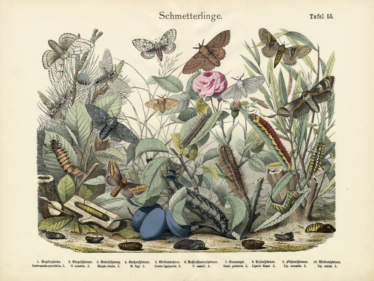 Borboletas, c.1860 de German School