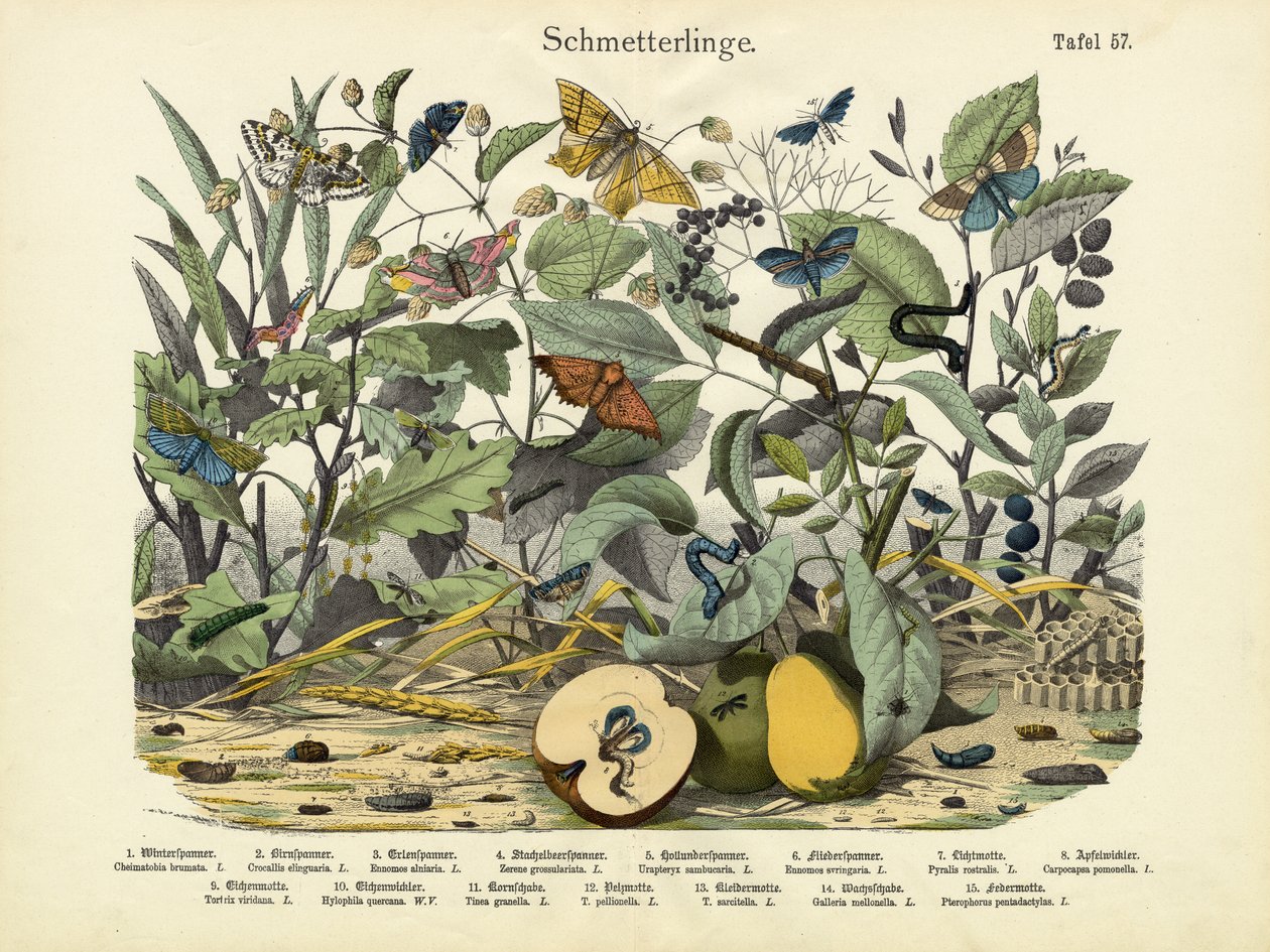Borboletas, c.1860 de German School