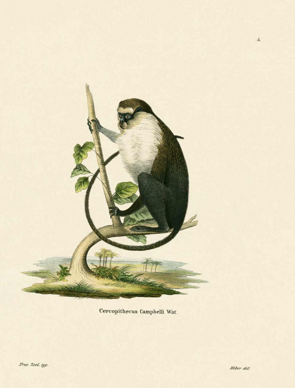 Campbell&39;s Mona Monkey de German School