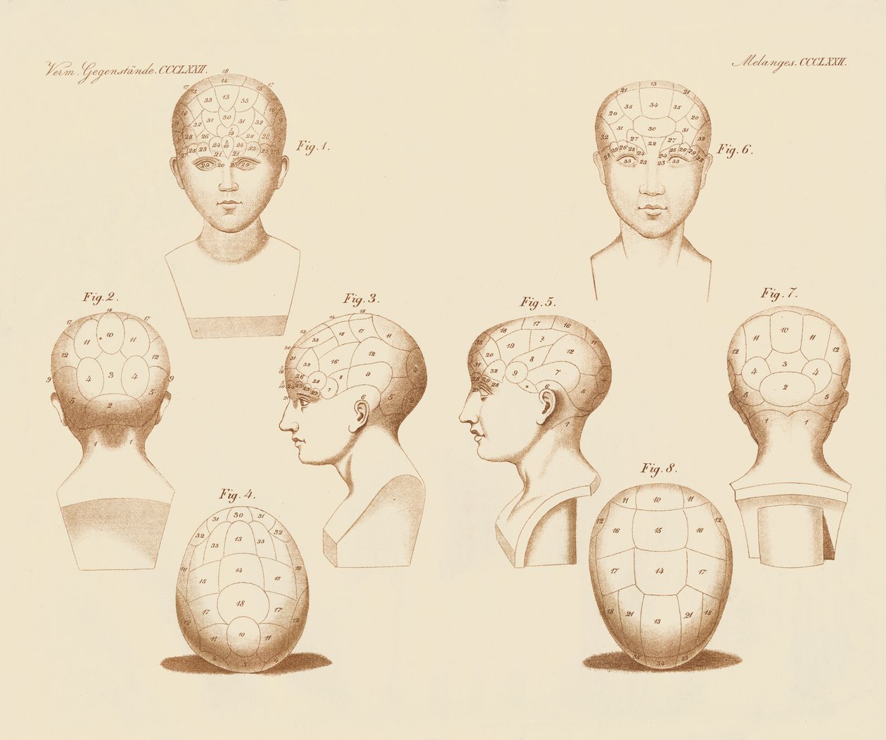 Ângulos faciais do campista (gravura colorida) de German School