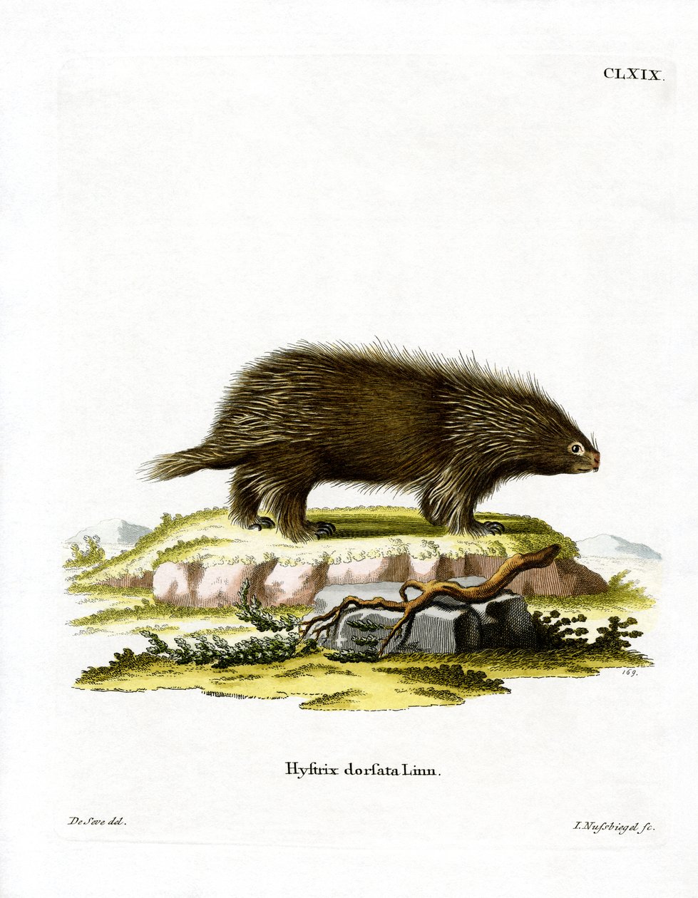 Porcupine canadiano (gravação a cores) de German School