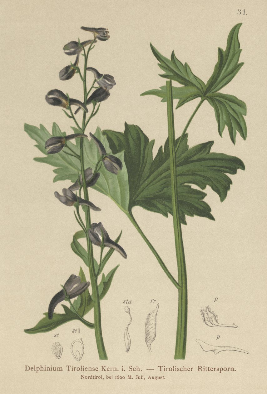 Vela Larkspur (onda Delphinium, espora tiroliensis) de German School