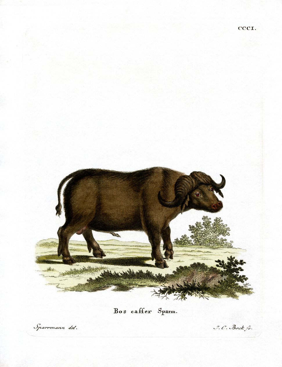 Cape Buffalo (gravação a cores) de German School