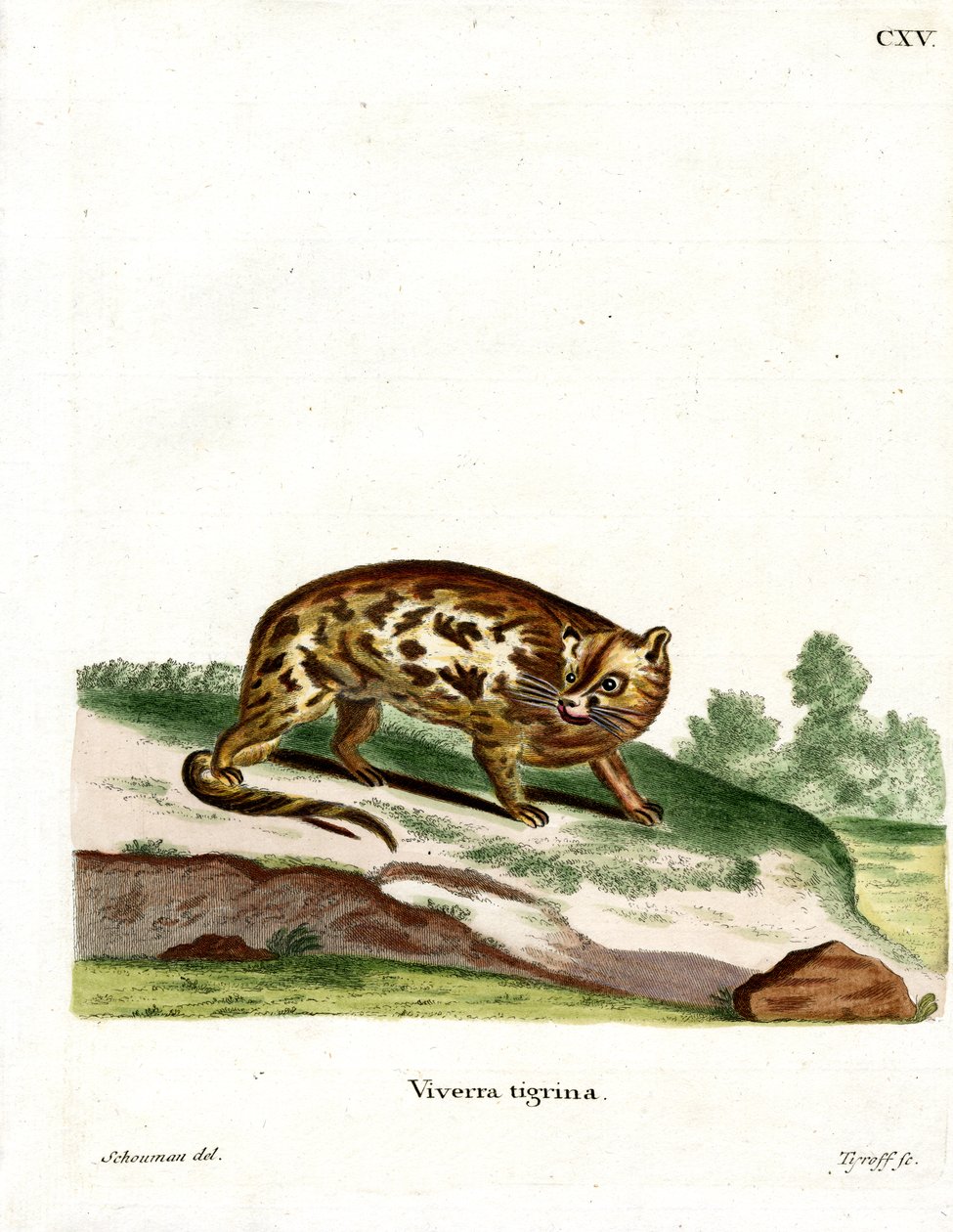 Cape Genet (gravação a cores) de German School